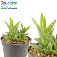 آلوئه ورا زینتی