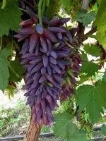 نهال انگور شمشیری