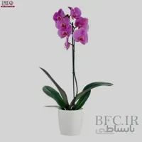 ارکیده