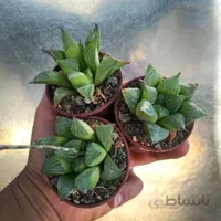 هاورتیا امیلیا