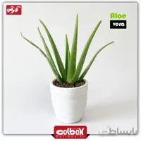 گیاه آلوئه ورا