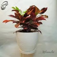 سفارش گل آنلاین – کروتون طرح C-012