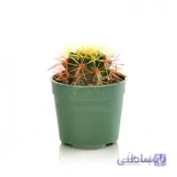 کاکتوس اچینو رنگی