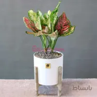 آگلونما قرمز