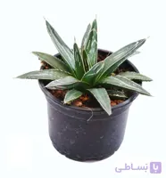 آگاو ویکتوریا کلکسیونی سایز 10 | Agave victoriae
