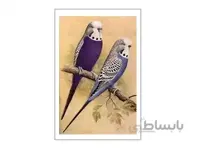 اصول نگهداری و پرورش مرغ عشق