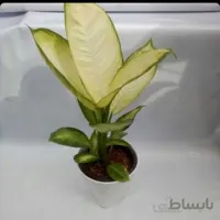 گل دیفن کاملیا
