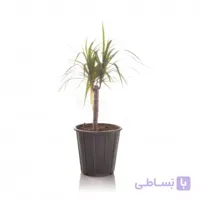 گیاه آپارتمانی دراسنا پرچمی سبز ارتفاع 60 سانتی متر