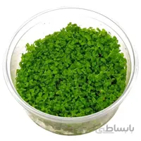 بذر چمن آبزی (مونت کارلو)