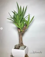 بونسای یوکا ( بونسای ماندگار با قیمت ارزان )