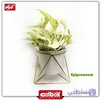 گیاه پتوس مرمری