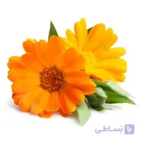 بذر گل همیشه بهار