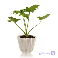 برگ انجیری در گلدان پلاستیکی طرح لوزی