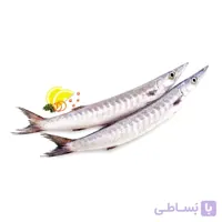 ماهی کوتر (باراکودا)