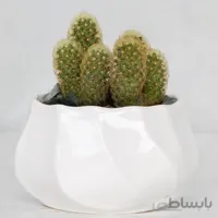 کاکتوس انگشتی