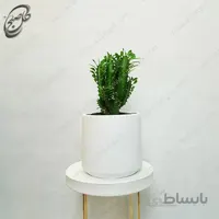 سفارش گل آنلاین – افوربیا تریگونا سبز طرح E-033