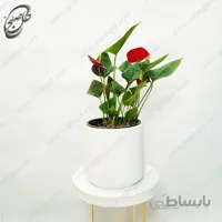 سفارش گل آنلاین – آنتوریوم طرح A-050