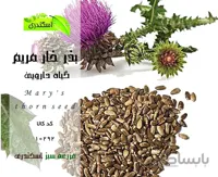 بذر خارمریم