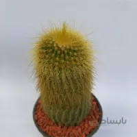 کاکتوس نوتو خورشیدی بسیار درشت