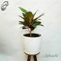 سفارش گل آنلاین – کروتون قرمز طرح C-014