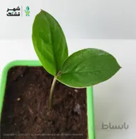 زامیفولیا سبز (سایز نشا)