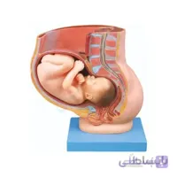 مولاژ حمالگی نمایش جنین 9 ماه در رحم