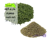بذر و گیاه جعفری