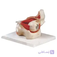 مولاژ چشم با نمایش ماهیچه