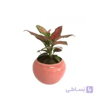 خرید گل آنلاین – آگلونما صورتی