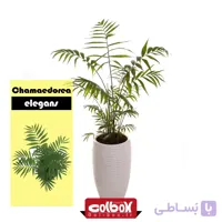 گیاه نخل شامادورا Chamaedorea elegans