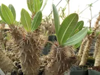 بذر پاچیپودیوم هورومبنس ده عدد