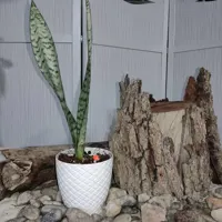 گل سانسوریا سبز شمشیری