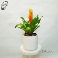 سفارش گل آنلاین – ورزیا – طرح – v012