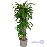 گل دراسنا بلالی – سطل 10