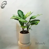 سفارش گل آنلاین – آگلونما فرانسوی طرح A-023