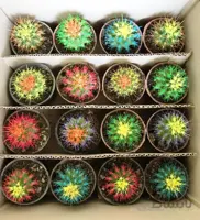 پک کاکتوس اچینو رنگی شب نما ۱۶ عددی ( گلدان۸)