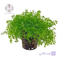 بذر چمن مونت کارلو