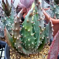 بذر آلوئه آکولاتا ده عدد