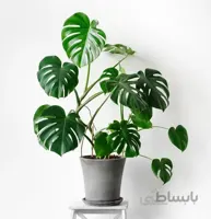 خرید برگ انجیری مونسترا طرح SB02 ( ارسال گل رایگان )
