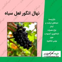 نهال گلدانی انگور لعل سیاه