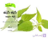 گیاه گزنه