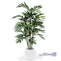 خرید گل آنلاین – نخل شامادورا Ch-011 ( ارسال گل رایگان )