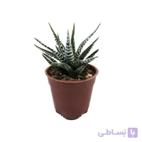 هاورتیا فاسکیاتا البا البینو