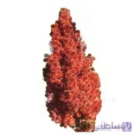نهال سماق آمریکایی