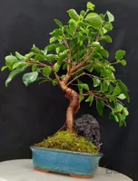 بونسای فیکوس رتوزا فرم اس وارداتی ۱۰ ساله ا Ficus bonsai