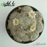 کاکتوس مامیلاریا پلاموزا CMP000727