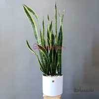 سانسوریا ابلق بزرگ