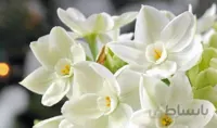 پیاز گل نرگس عروس
