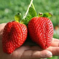 بذر توت فرنگی بونسای قرمز