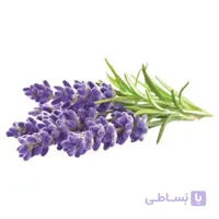 نشاء اسطوخودوس